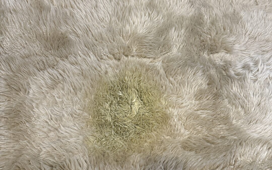 Area Rug Rejuvenation in Davie, FL | Clare’s Success Story