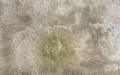 Area Rug Rejuvenation in Davie, FL | Clare’s Success Story